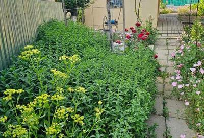 Casă cu 4 camere cu Teren 96 Mp în Oancea - 7