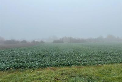 RECO casa Inand la rosu cu teren imens - 19