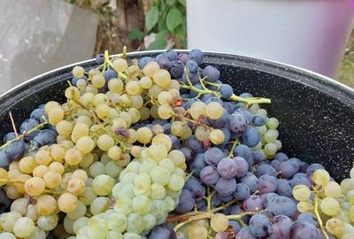 Teren de 8759 mp, în Tâmboești - 1