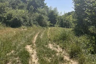 Teren de 2900 mp, în Sintești - 5