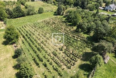 Ferma agricola, plantatii de mure, trandafiri, vita-de-vie