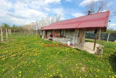 Teren extravilan in Baicoi 10.000mp plantatie mure --80.000e - 7