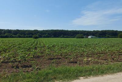 Teren Construcții intravilan de 8500 mp, în Snagov - 7