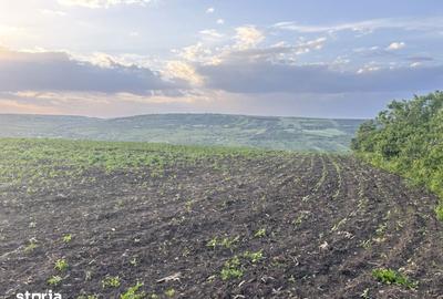 Teren de 1000 mp, în Iris - 6