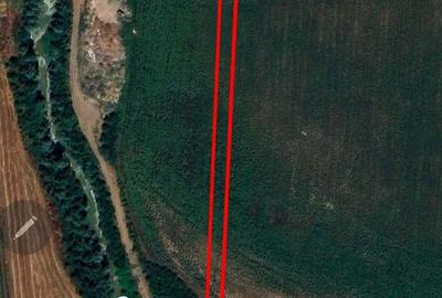 Teren de 5000 mp, în Ciorogârla - 3