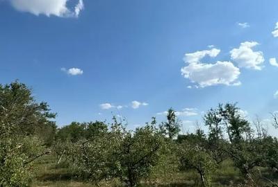 Casă cu 5 camere | Pivniță și Livada | Aproape de București | - 9