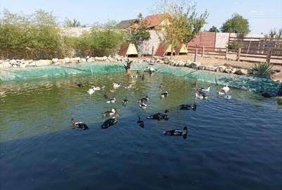 Casă cu 10 camere cu Teren 28000 Mp în Central