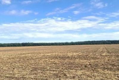 Teren de 2500 mp, în Brănești - 4