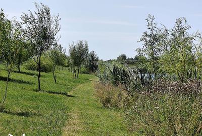 Teren de 63700 mp, în Borș - 12