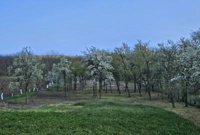 Casă cu 2 camere în Chioag - 2