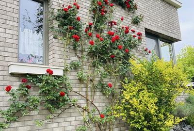 Casă cu 4 camere în Central - 8