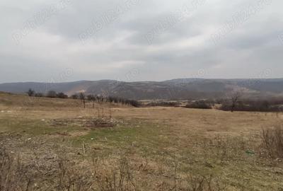 Teren de 9700 mp, în Dănulești - 2