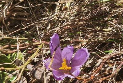 Casă cu 12 camere cu Teren 1000 Mp în Romanii de Sus - 4