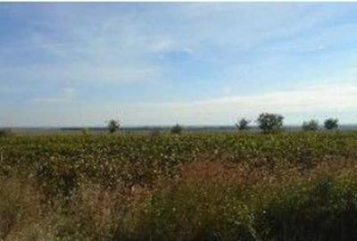 Teren extravilan Obrejita, ID: R2832813 - 2