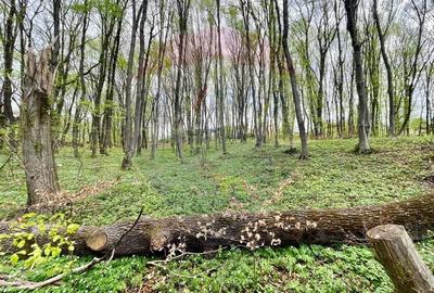 Teren agricol intravilan de 10000 mp, în Făget - 1