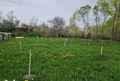 Teren de 1809 mp, în Moțăieni - 6