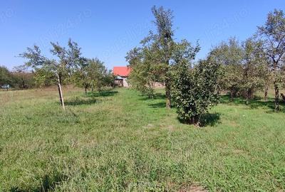 Casă cu 4 camere cu Teren 3000 Mp în Alioș - 20