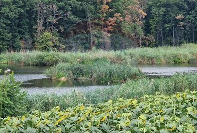 DE VANZARE Teren lac, 4500mp Moara Vlasiei - 2