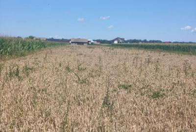 Teren intravilan, 10000mp, zona Maneuti, Radauti - 8