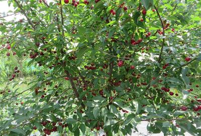 Casă cu 3 camere cu Teren 482 Mp în Popești - 10