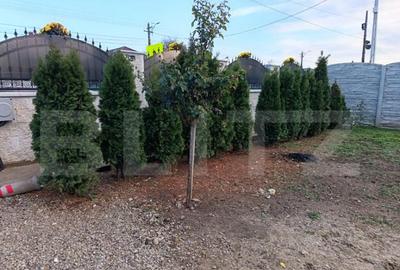 Casa individuala , 3 camere , teren 780mp , Magurele - 16