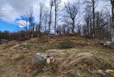 19,5 Ha  TEREN PEISAJ PANORAMIC SPECTACULOS zona turistica montana BULZ -  BIHOR - 37