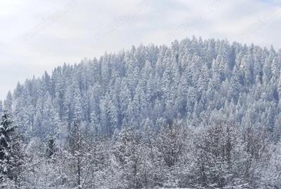 Teren de 22600 mp, în Sucevița - 6