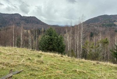 Teren extravilan 4 mp Valea Cheii Dambovicioara - 5