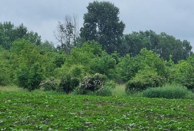 Teren Construcții intravilan de 615 mp, în Ciorogârla - 3