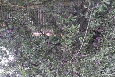 Casă cu 4 camere cu Teren 6.8 Mp în Glodeanu-Siliștea - 7