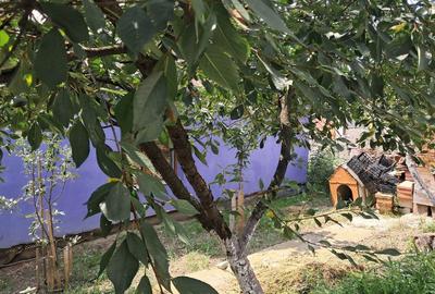 Casa singur in curte in Guserita - 9