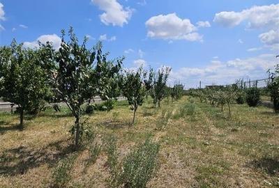 TEREN INTRAVILAN DE VANZARE IN STATIUNEA BALNEOCLIMATERICA TG OCNA ,SUPRAFATA  1 - 4