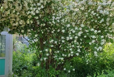 Casă cu 3 camere în Frumușani - 2