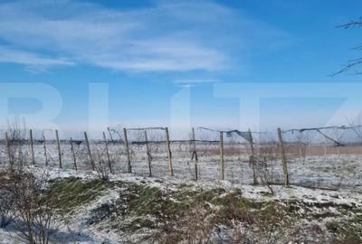 Teren de 50000 mp, în Ciorani - 7