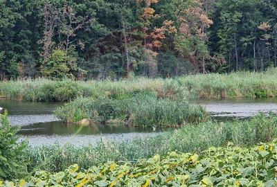 DE VANZARE Teren agricol 4500mp Moara Vlasiei - 1