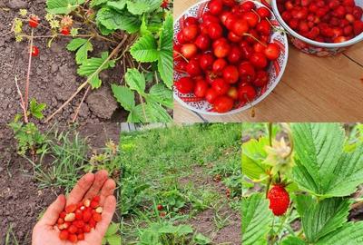 Casă cu 4 camere în Central - 6