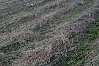 Teren de 3525 mp, în Rociu - 2
