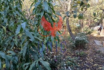 Teren Drumul Muntenilor, 980 mp, 2 deschideri - 4