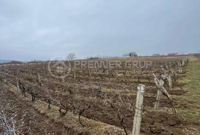 Teren Construcții intravilan de 4209 mp, în Tomești - 2