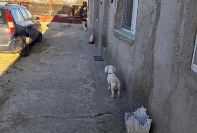 Casă cu Teren 850 Mp în Popești - 4