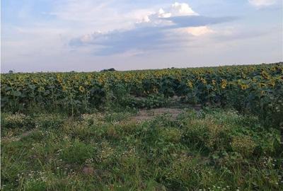 Teren de 11700 mp, în Balotești
