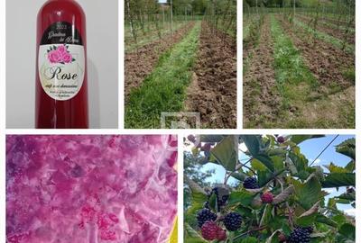 Casă cu 4 camere cu Teren 12356 Mp în Râșca