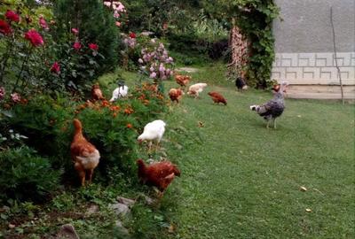 Casă cu 6 camere cu Teren 2559 Mp în Peștișani - 1