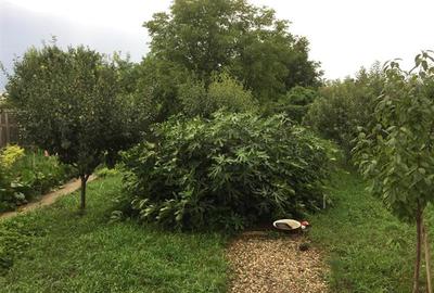 Casă individuală cu 7 camere cu Teren 1100 Mp în Clinceni - 2