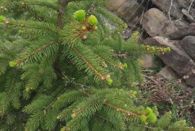 Casă cu 2 camere cu Teren 2700 Mp în Mânzălești - 1