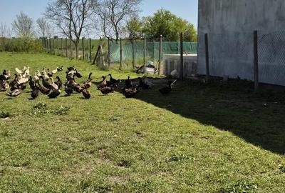 Teren de 1000 mp, în Oituz - 1