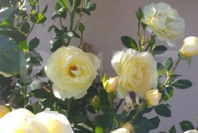 Teren în Central - 10
