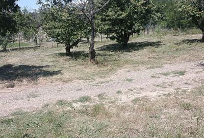 Teren de 3000 mp, în Chicerea - 1