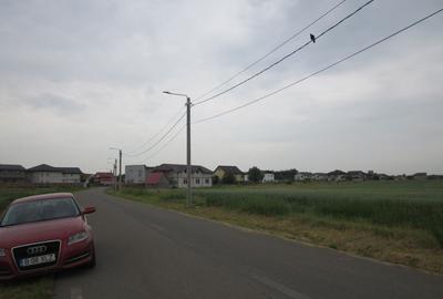 Domnesti-Narciselor - 3