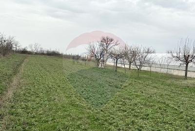 Teren 1944 mp + Casa - 65 mp, Darasti-Vlasca Giurgiu/ 20 ... - 22
